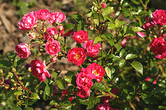 Little-Mischief-Easy-Elegance-rose.gif