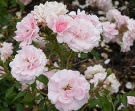Bonica-Hardy-Shrub-Rose-bloom-clusters-by-Midwest Gardening.gif