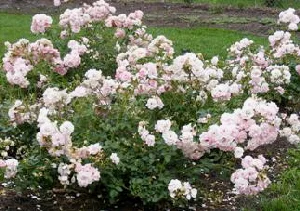 Bonica-Hardy-Shrub-Rose-by-Midwest Gardening.jpg