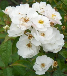 Ole-Hardy-Shrub-Rose-flower-by-Midwest Gardening.jpg