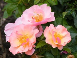 Species-Wild-Apple-Rose-Rosa-Pomifera-blooms-by-Midwest Gardening.jpg