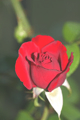 Arctic-Flame-Sub-zero-bud.gif