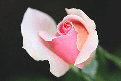 Curly-Pink-Sub-zero-bud.gif
