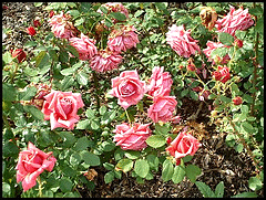 Curly-Pink-Sub-zero-shrub.gif