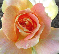 Helen-Hayes-Sub-zero-bloom.gif