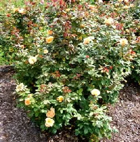 About-Face-Grandiflora-Rose-by-Midwest Gardening.jpg