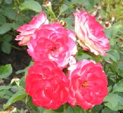 Cherry-Parfait-Grandiflora-Rose-blooms-by-by Midwest Gardening.jpg