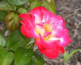 Dick-Clark-Grandiflora-Rose-bloom-by-by Midwest Gardening.jpg