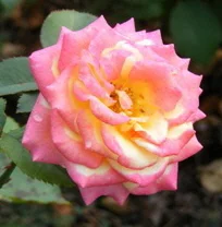 Dream-Come-True-Grandiflora-Rose-2-by-by Midwest Gardening.jpg