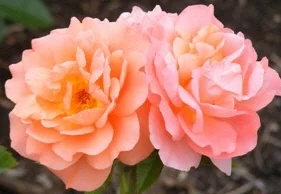 Sweet-Fragrance-Grandiflora-Rose-blooms-by Midwest Gardening.jpg
