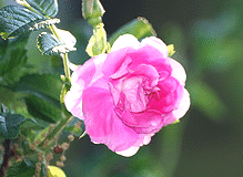 Rugosa-Wasagaming.gif