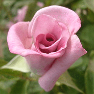 Angel-Face-floribunda-bud.gif