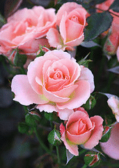 Bill-Warriner-floribunda.gif