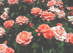 Bill-Warriner-floribunda-shrub.gif