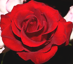 Black-Cherry-floribunda-bloom.gif