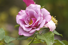 Blueberry-Hill-floribunda-bloom.gif