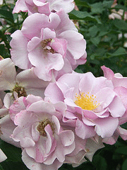 Blueberry-Hill-floribunda-cluster.gif