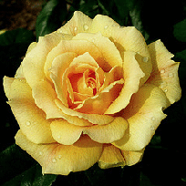 Easy-Going-floribunda-bloom.gif