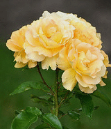 Eureka-floribunda-cluster.gif