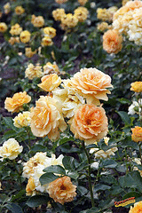 Eureka-floribunda-shrub.gif