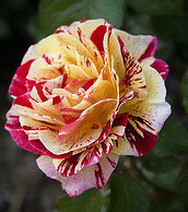 George-Burns-floribunda-bloom.gif