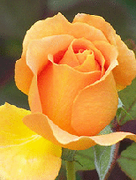 Honey-Perfume-floribunda-bud.gif