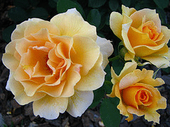 Honey-Perfume-floribunda-cluster.gif