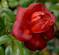 Hot-Cocoa-floribunda-bloom.gif