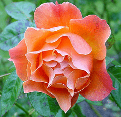 Livin-Easy-floribunda-bloom.gif
