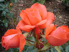 Marmalade-Skies-floribunda-buds.gif