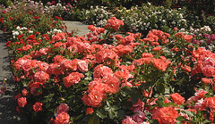 Marmalade-Skies-floribunda-roses.gif