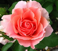 Miami-Moon-floribunda-bloom.gif
