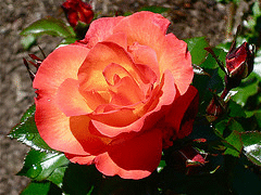Playboy-floribunda-bloom.gif