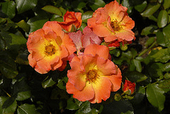 Playboy-floribunda-cluster.gif