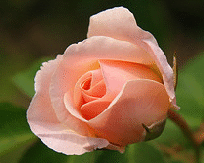 Pretty-Lady-floribunda-bud.gif
