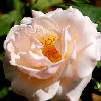 Pretty-Lady-floribunda-bloom.gif