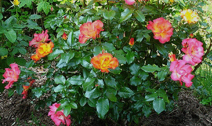 Playboy-floribunda-shrub.gif