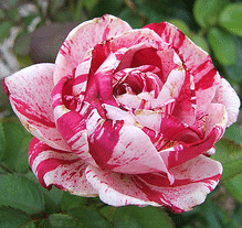 Scentimental-floribunda-bloom.gif