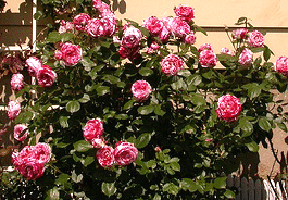Scentimental-floribunda-shrub.gif