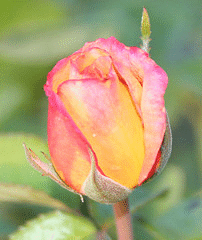 Sheila-s-Perfume-floribunda-bud.gif