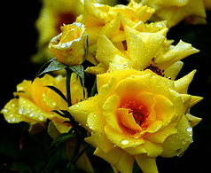 Sun-Flare-floribunda-cluster.gif
