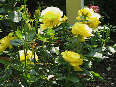 Sunsprite-floribunda.gif