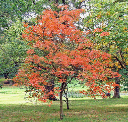 Aesculus-neglecta-Dwarf-Yellow-Buckeye-by-Jim-Brody.gif
