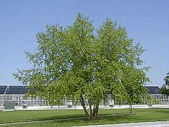 Betula-nigra--River-Birch-.gif