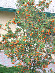 Mountain-Ash small tree by Midwest Gardening.gif