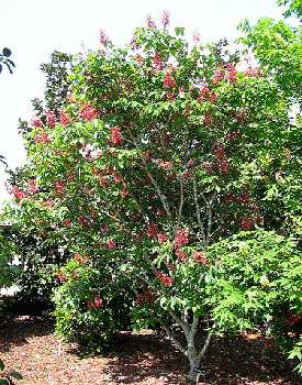 Árbol frutal con ramas curvas y flores rosadas.