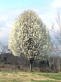 BradfordPear small tree.gif