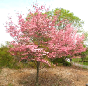 dogwoodby-ameliaabra.gif
