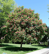 Aesculus-x-carnea-Briotii_small tree.gif