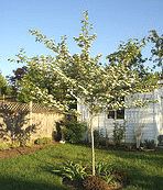 Hawthorn-Tree small tree.gif